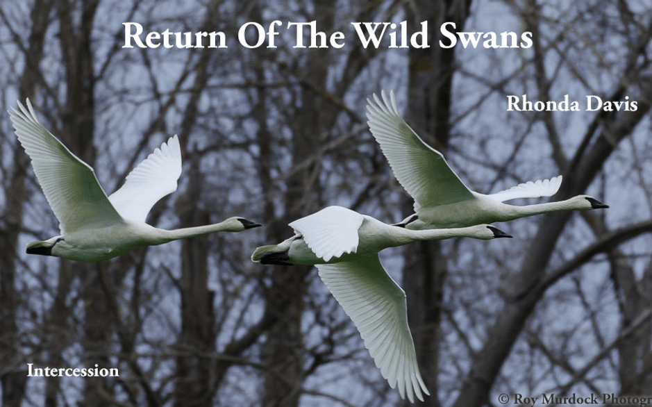Trumpeter Swans In Flight Photo - 16x9 titled